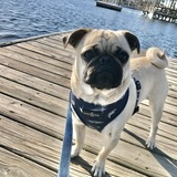 Entry image for Edgar Allan Pug