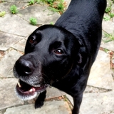 Entry image for Maximus 