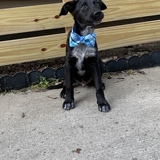 Entry image for Nacho