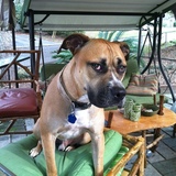 Entry image for Rocky