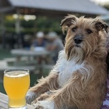 Entry image for Maple