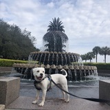 Entry image for Bear