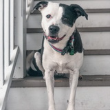 Entry image for Ries