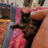 Entry image for Floki