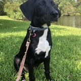 Entry image for Mudpie