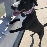 Entry image for Marigold