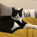 Entry image for Maxwell Smith