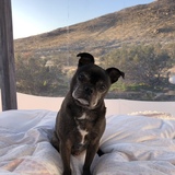 Entry image for Teddy