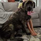 Entry image for Lola