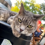 Entry image for Anya