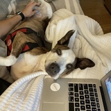 Entry image for Edison 