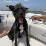 Entry image for Gizmo