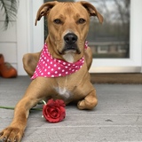 Entry image for Knox