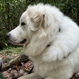 Entry image for Bocephus 