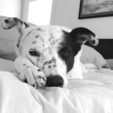 Entry image for Whidbey