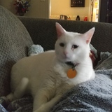 Entry image for Bella