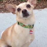 Entry image for Tuco