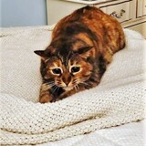 Entry image for Ella 