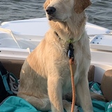 Entry image for Elle