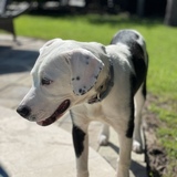 Entry image for Junie B. Brews