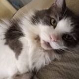 Entry image for Carl