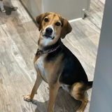 Entry image for Lexi