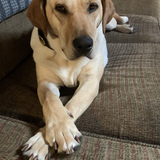 Entry image for Lucy