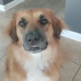 Entry image for Lady