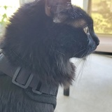 Entry image for Buffy Lunar 