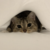 Entry image for Jelly Belly