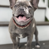 Entry image for Muffin 