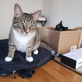 Entry image for Gryffin