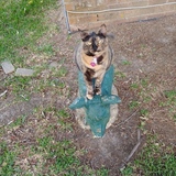 Entry image for Lilly Lacy