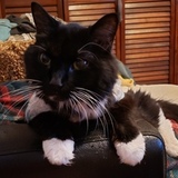 Entry image for Flower