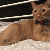 Entry image for Simba