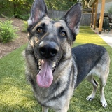 Entry image for Captain