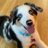 Entry image for Bandit