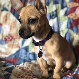 Entry image for Tater Tot