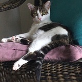 Entry image for STELLA