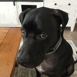 Entry image for Lokie