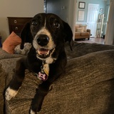 Entry image for Leia