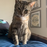 Entry image for Mosaic