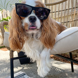 Entry image for Winston 