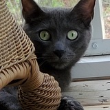 Entry image for Oliver