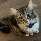 Entry image for Gypsy Rose