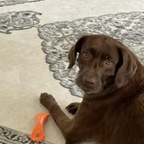 Entry image for Remi 