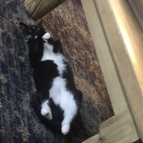 Entry image for Bandit