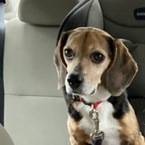 Entry image for Dallas