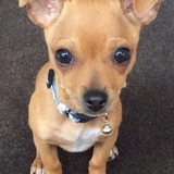 Entry image for Oscar