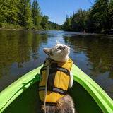 Entry image for Henrietta